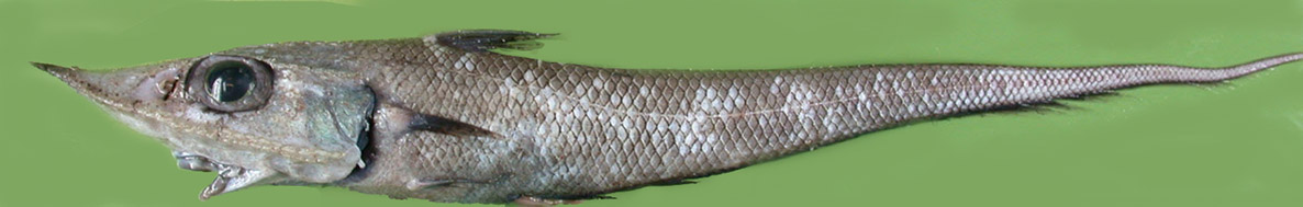 Coelorinchus labiatus_001